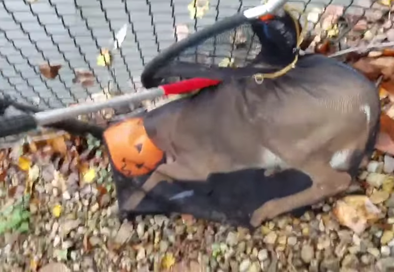 NJ deer