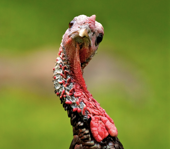 turkey gobbler