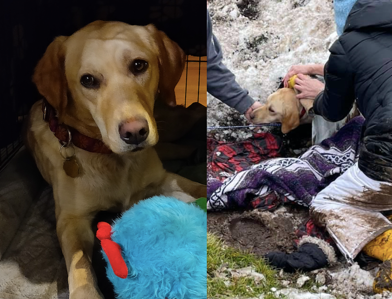 dog rescued