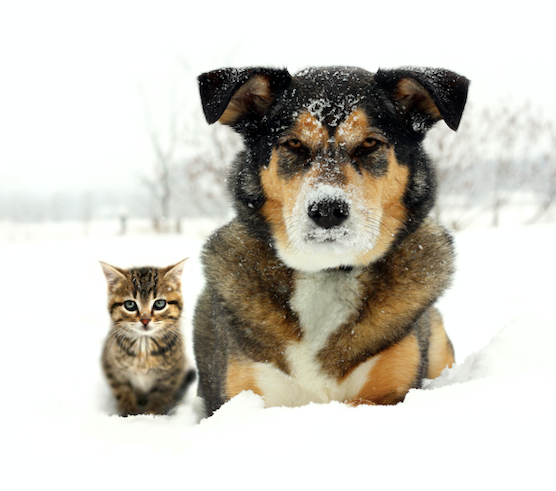 snow