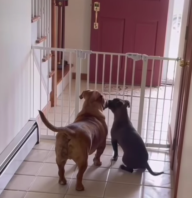 pups