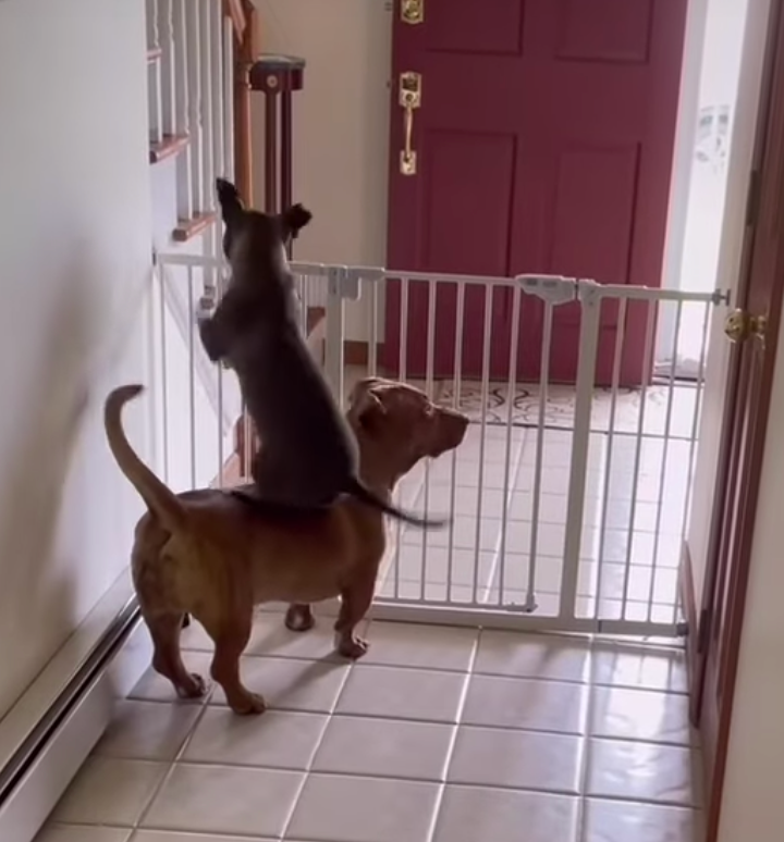 pups