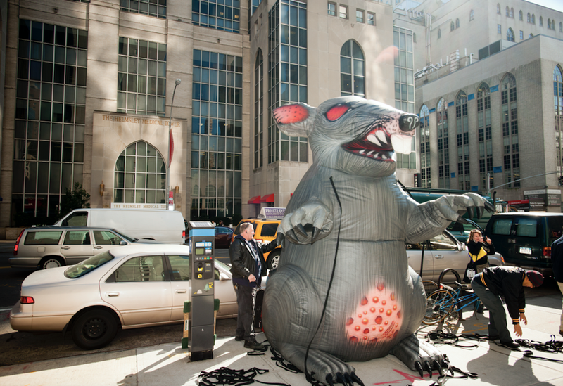 rat
