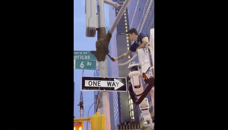 The NYPD safely removed a swarm of 10,000 bees from a traffic light on Sixth Avenue and 47th Street, near Times Square, police said.