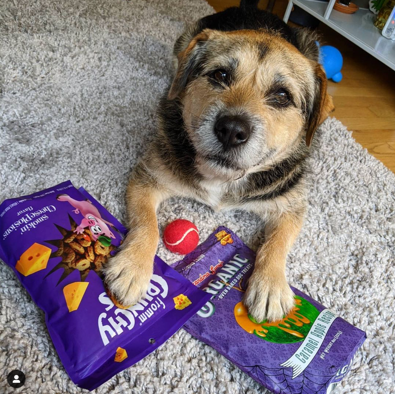 Chicago area pooch named People Magazine’s World’s Cutest Rescue Dog