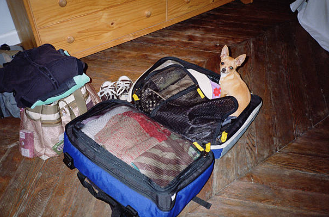 Chihuahuah