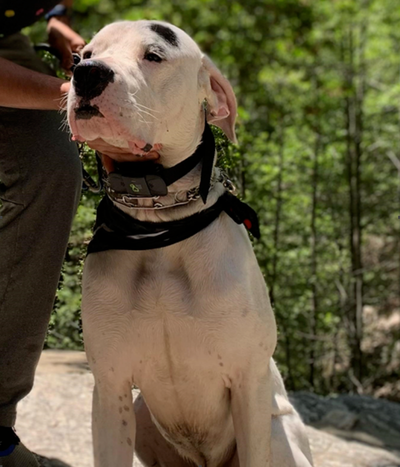 Charlie, a 3-year-old American Mastiff stolen in Los Angeles.