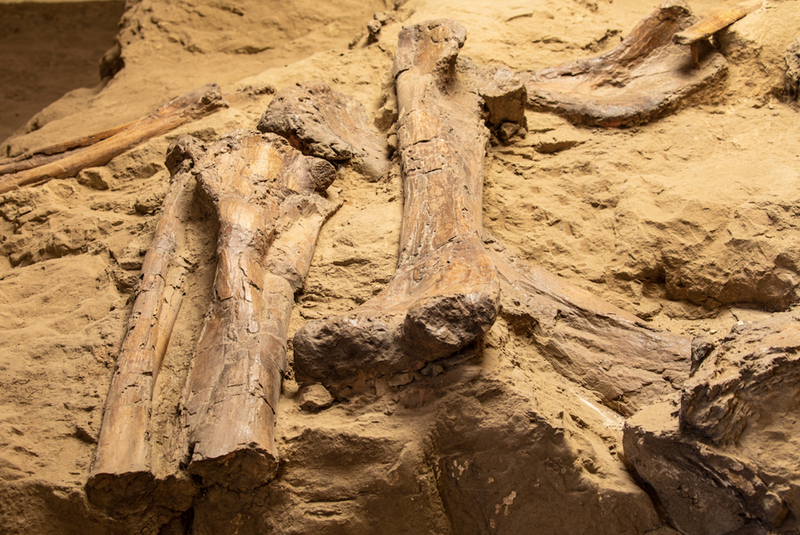 dinosaur bones generic image
