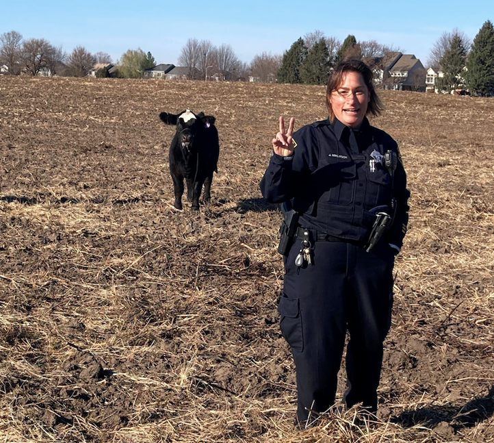 cow and cop in field