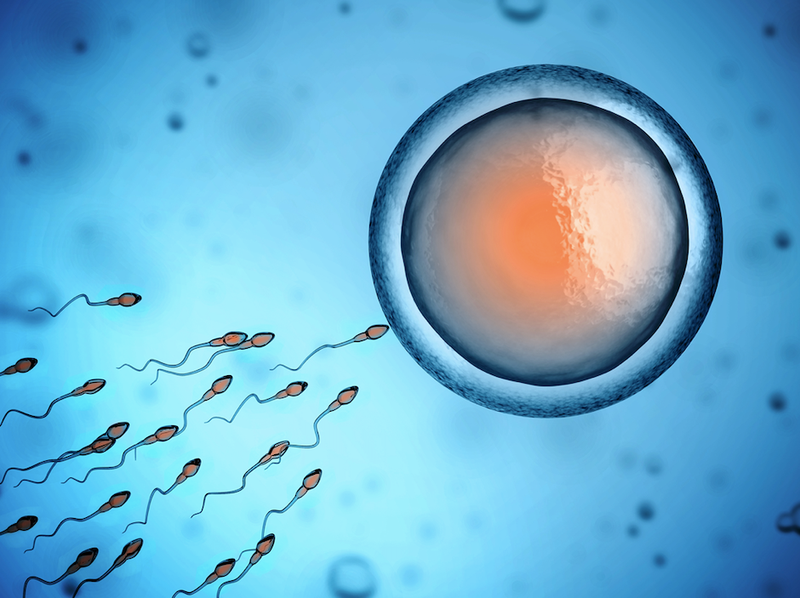 sperm and egg