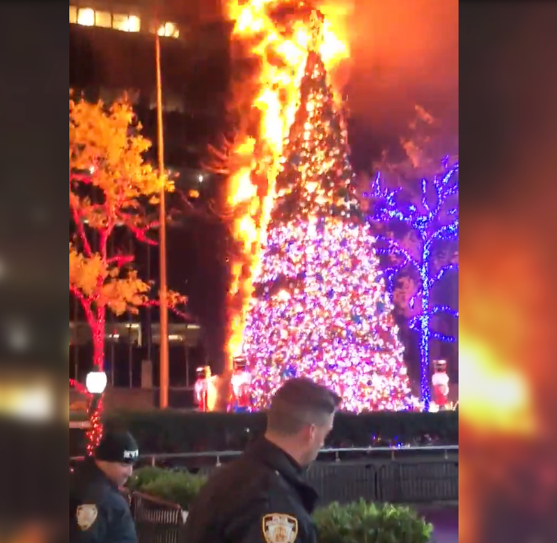 Fox Tree on fire