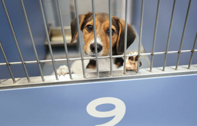 Dog Shelter