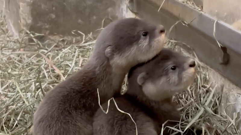 Brookfield Zoo announced Friday the birth of six Asian small-clawed otter pups on Nov. 18.