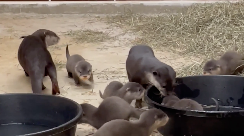 Brookfield Zoo announced Friday the birth of six Asian small-clawed otter pups on Nov. 18.