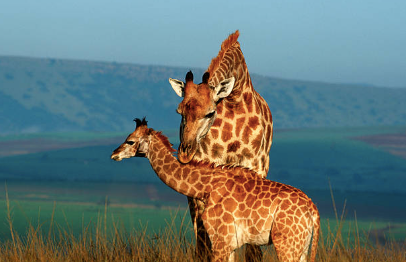 Giraffe
