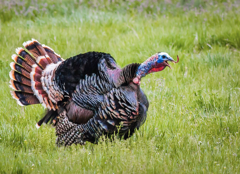 turkey
