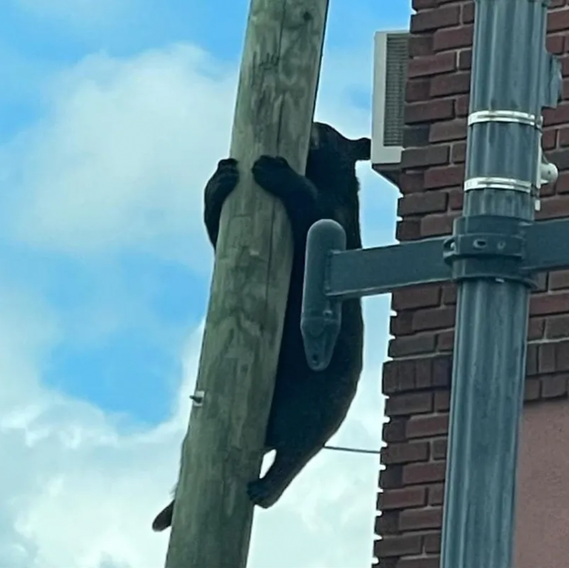 A small black bear climbs up a pole outside a bakery in New Jersey.