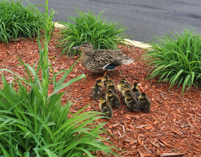 duck family