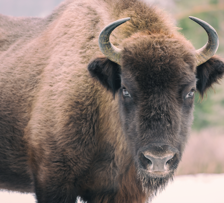 bison