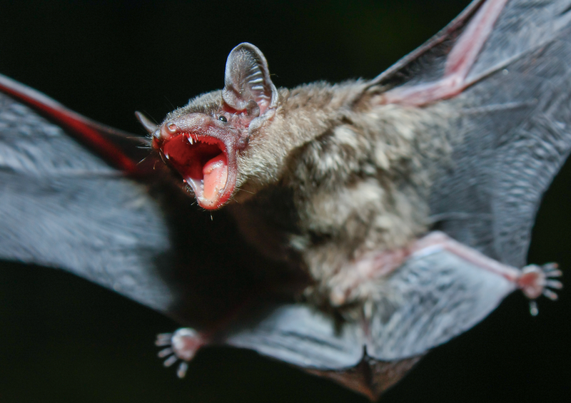 bat