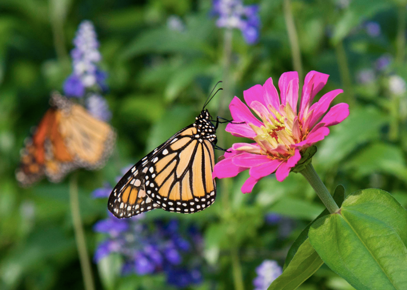 butterly