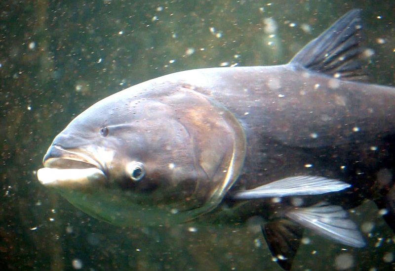 Asian carp