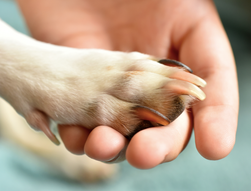 dog paw