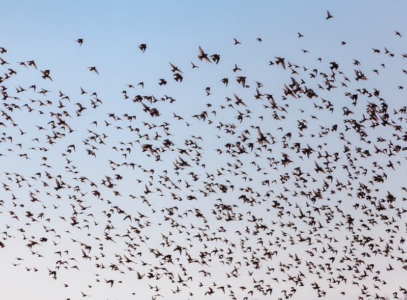 starlings in flight