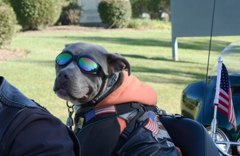 Veteran's dog