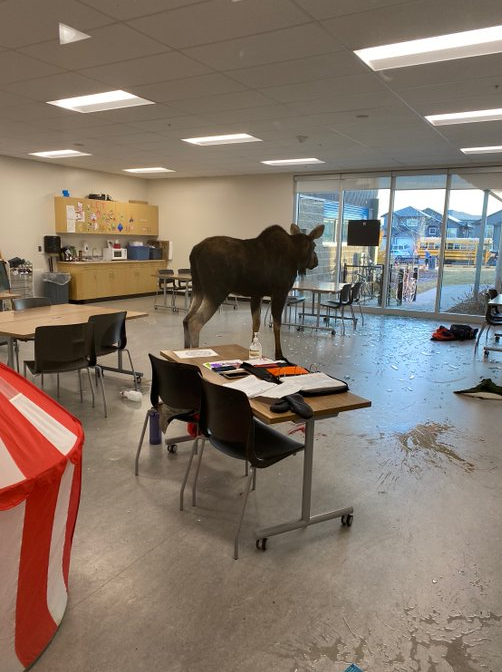 The dazed moose stands alone in the community room at Sylvia Fedoruk School.