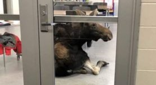 The moose was later "tranquilized and removed" from the property.