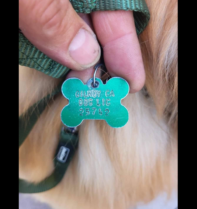 One of the photos sent via Facebook to the Gilroy Police Foundation when Benny was found, showing his "Gilroy, CA" tag.
