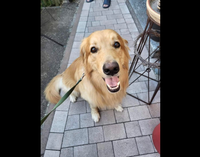 Benny was originally tracked down by a resident of a "small village" in Germany.