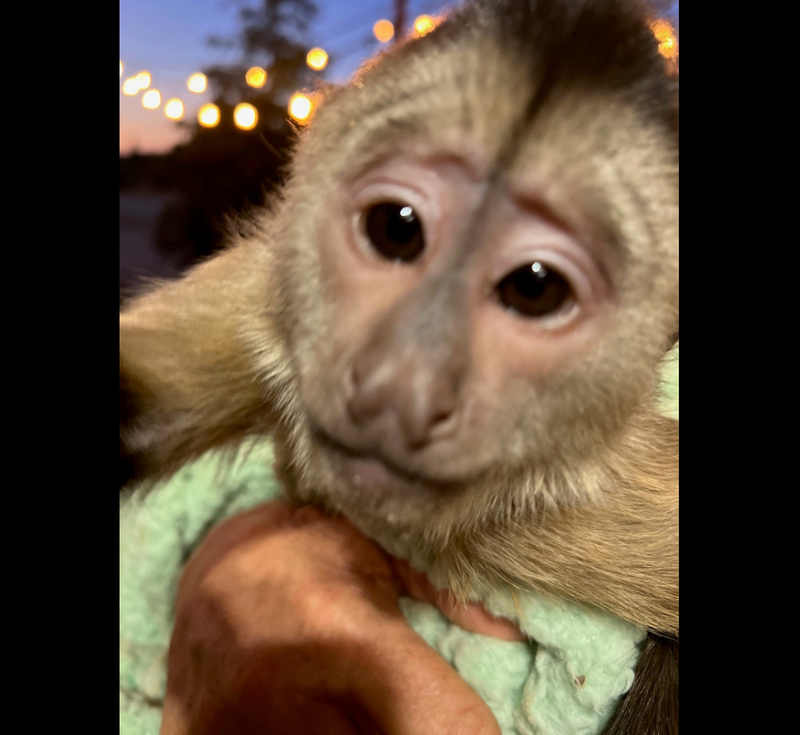 "Route" the Capuchin monkey had a little fun on Saturday.