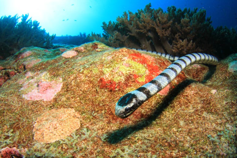 Sea_Snake