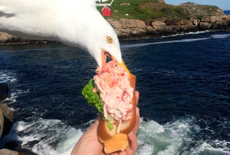 Seagull photobomb