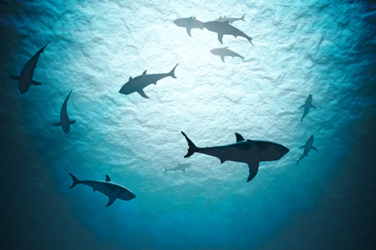 Shark