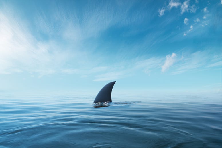 Shark
