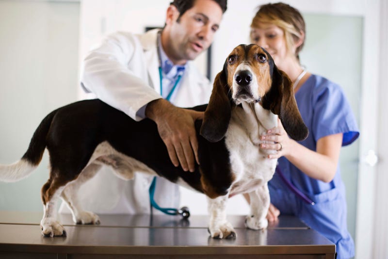 Dog getting a check up at the vet.