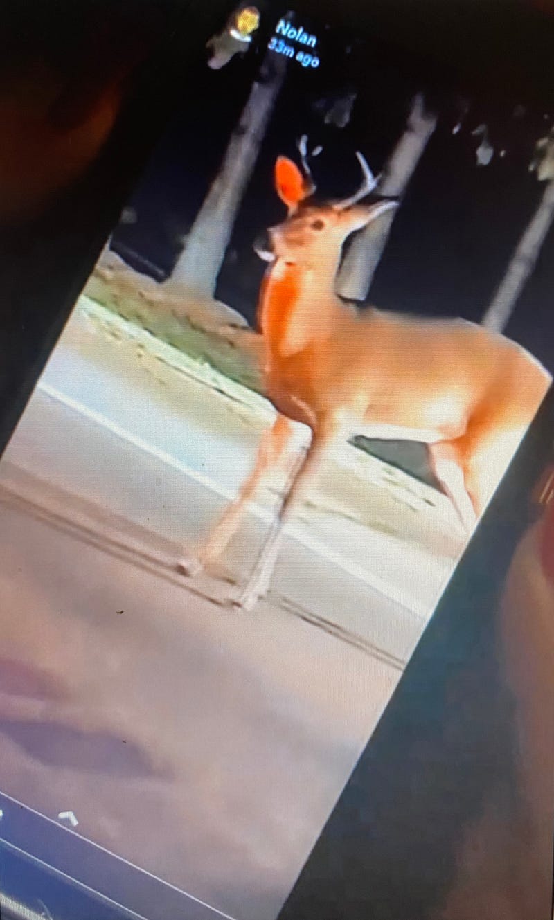 Deer