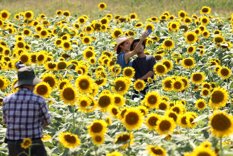 Sunflower Field