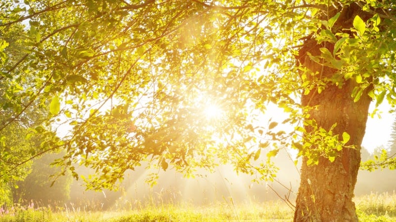 Getty Images Sunshine tree