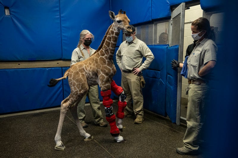 Msituni the giraffe with her specially-made leg braces.