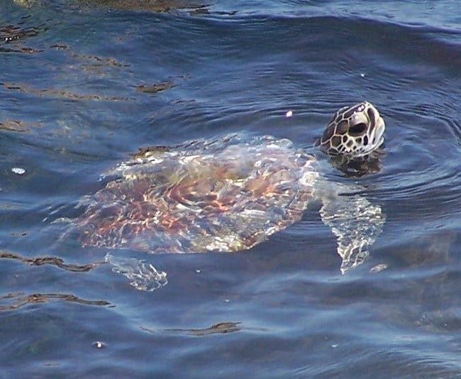 Sea turtle