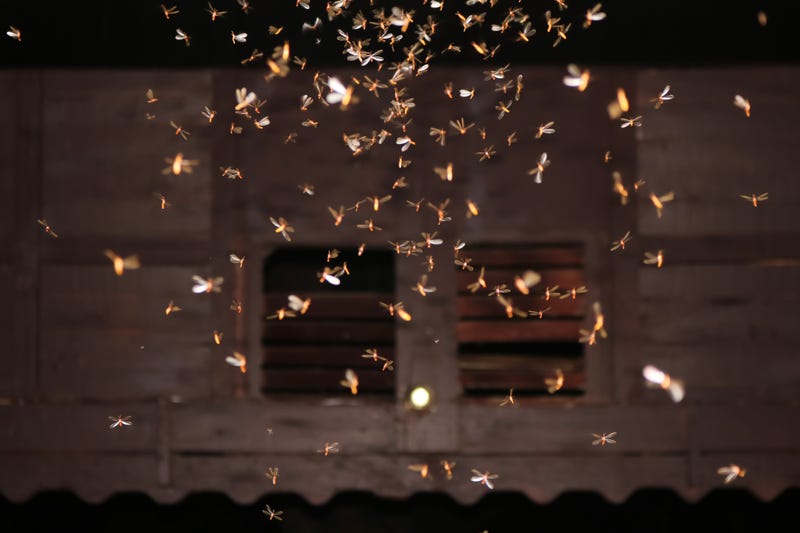 Termite swarming time