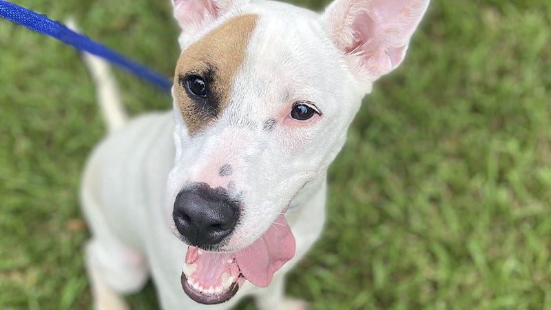 White dog with brown fur patch around his eye