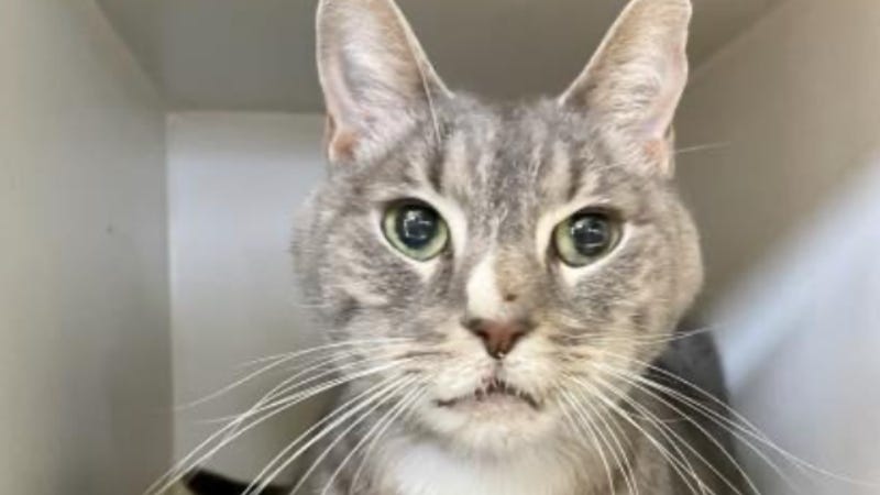 Tiger @ Austin Humane Society January 2021