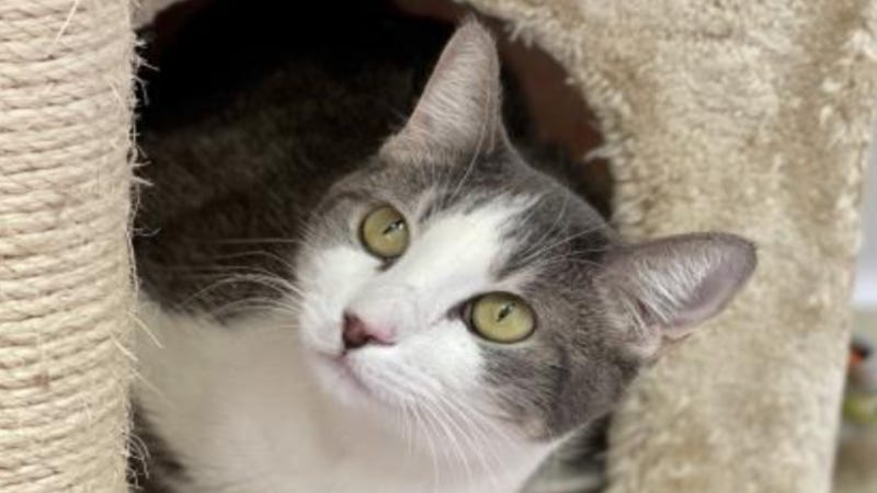 Tori @ Austin Humane Society February 2021