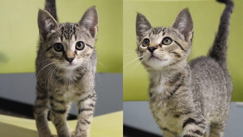 Trixie the cat