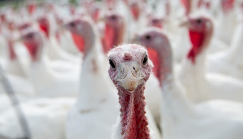 turkey farm